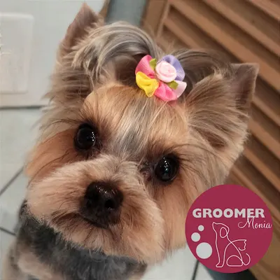 Groomer Monia